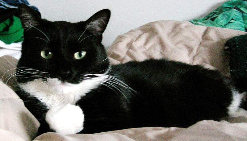 Tuxedo Cat, green eyed, cute, couch, HD wallpaper