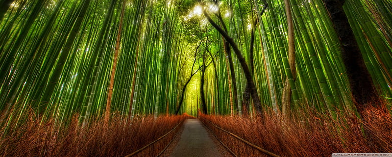 Bamboo Forest Ultra Background for : Multi Display, Dual Monitor : Tablet : Smartphone, Chinese Bamboo Forest, HD wallpaper
