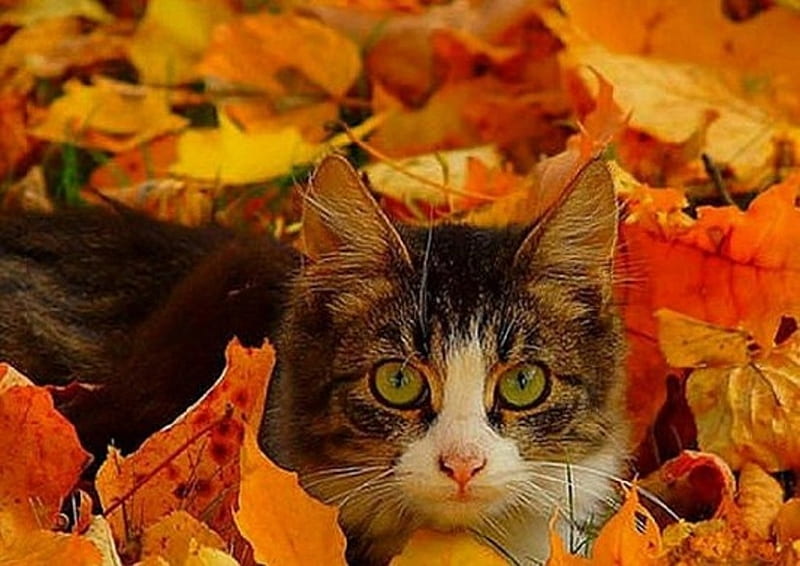 hide in a fall leaves, fall leaves, hide, cats, animals, HD wallpaper