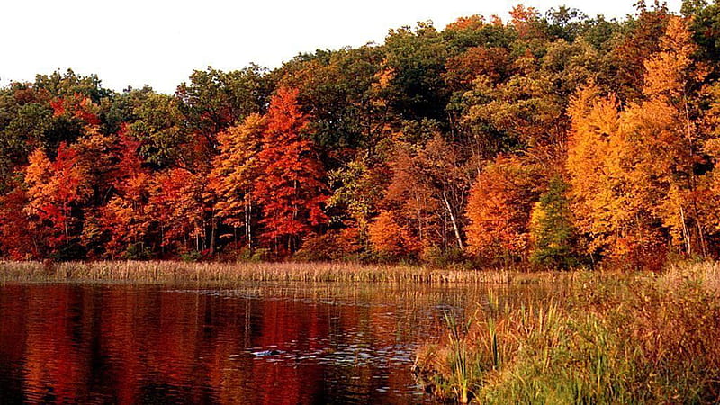 River Green Red Yellow Autumn Leaves Forest Reflection On River Dry And 