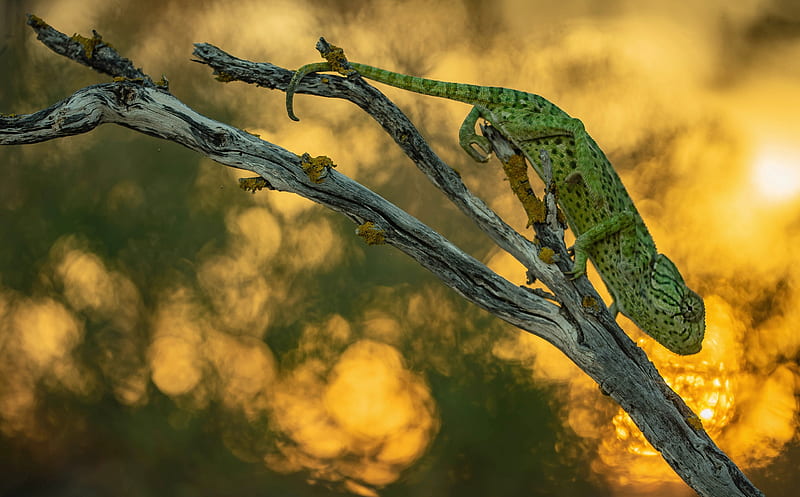 Reptiles, Chameleon, Lizard, Reptile, Wildlife, HD wallpaper