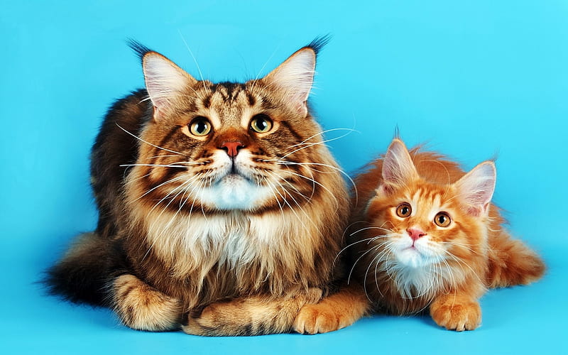Maine Coon, ginger cats, cute animals, furry cats, HD wallpaper