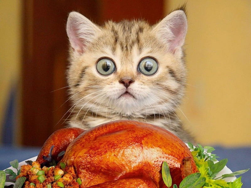 All mine?!, cute, food, turkey, face, funny, pisici, cat, thanksgiving, HD wallpaper