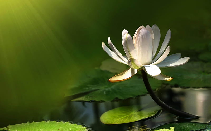 White water lily-flowers, HD wallpaper