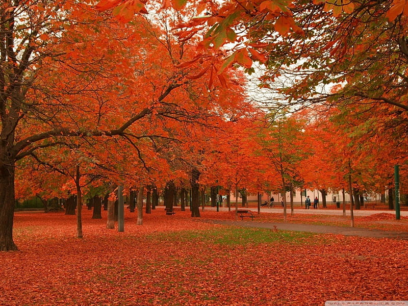 autumn trees scenery wallpaper