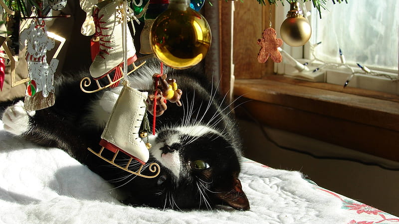 Playful Christmas Cat, cute, tree, christmas, decorations, hangings, black, playful, cat, HD wallpaper