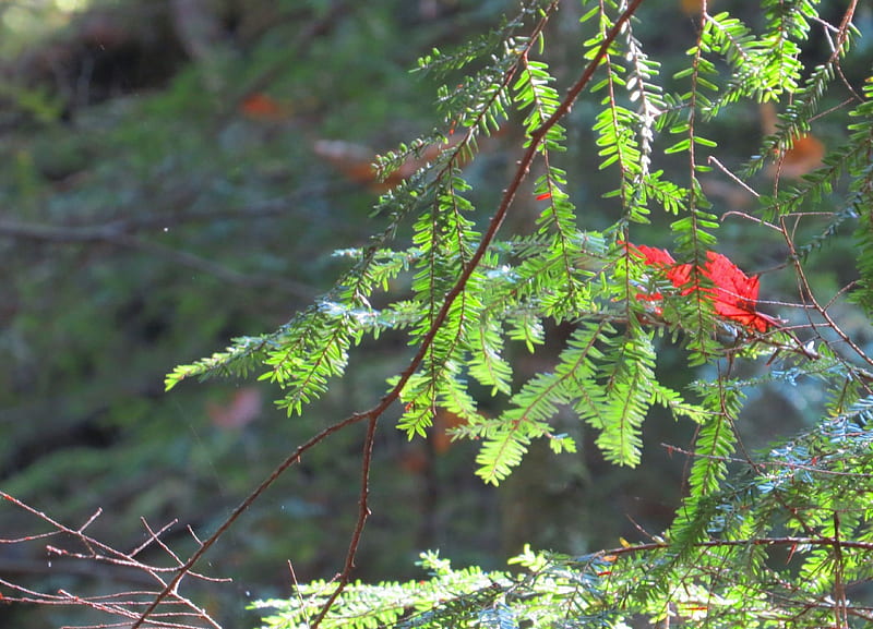 Sun Glows On Pine, forest, fall, autumn, linb, branch, pinetree, tree, pine needles, pine, nature, HD wallpaper