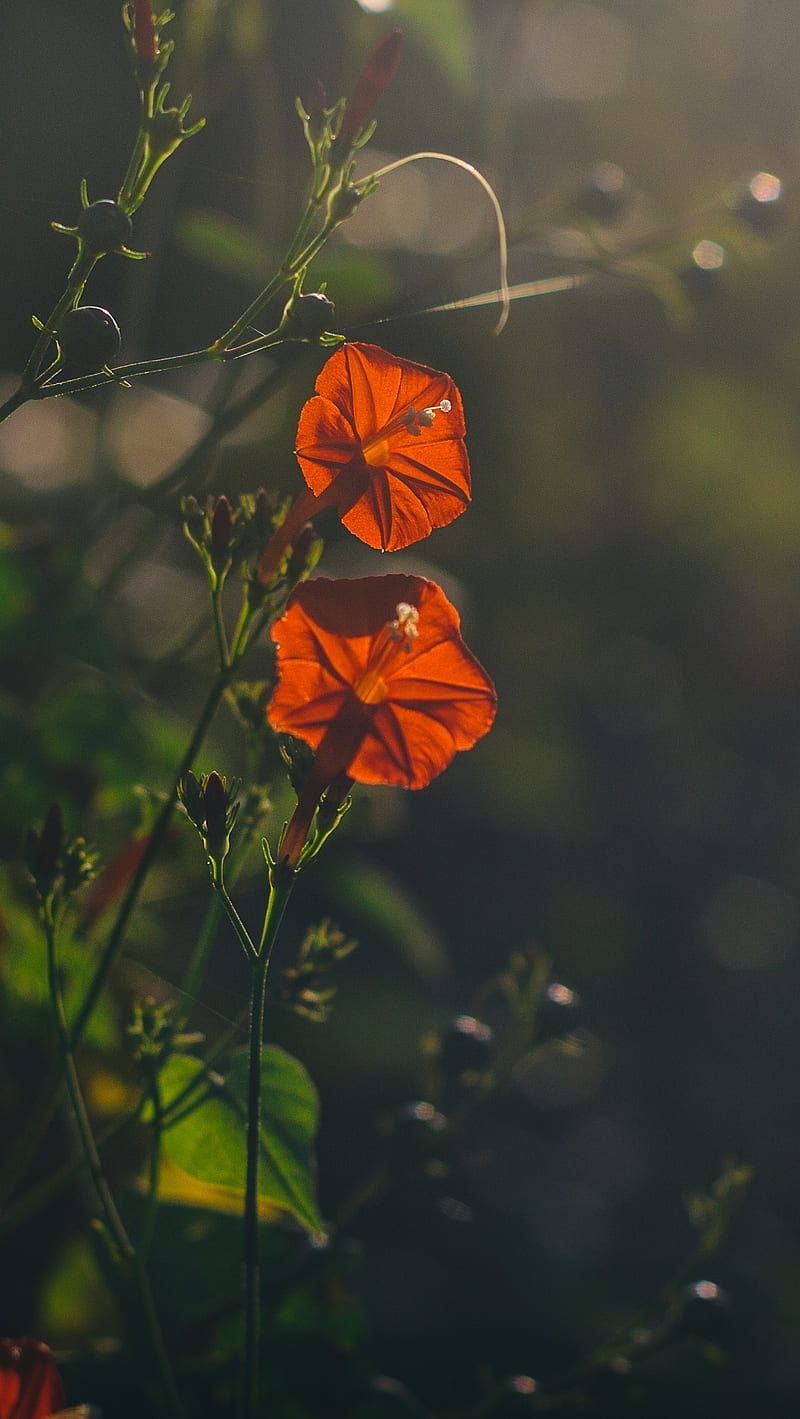 Morning Glory, flowers, red, HD phone wallpaper