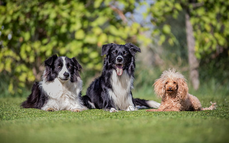 border collie, brown poodle, three dogs, green grass, dogs, friendship concepts, HD wallpaper
