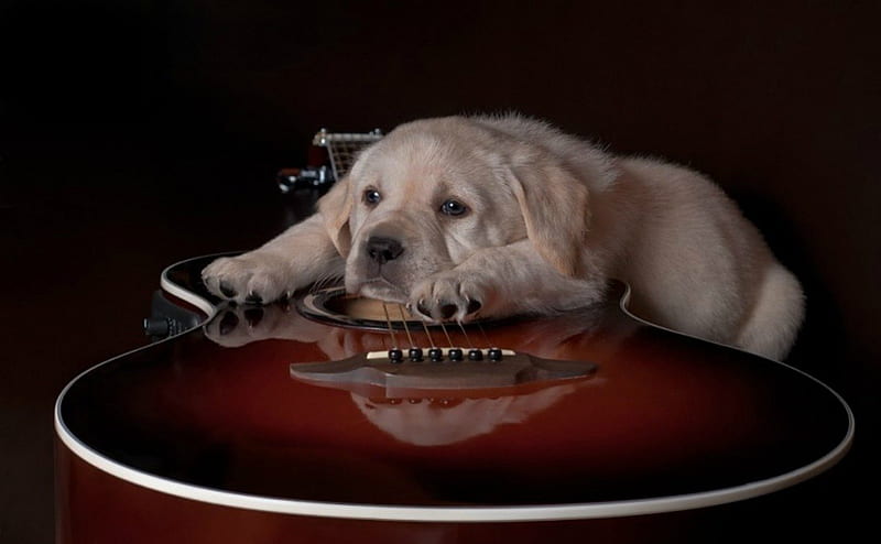 Cute dog and a guitar, cute, red, guitar, music, sad, white, dog, animal, HD wallpaper