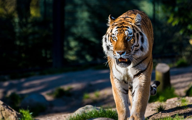 Amur tiger wild walking-Animal, HD wallpaper