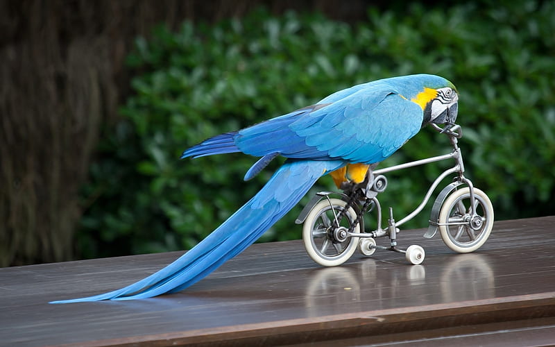 Funny parrot, bird, pasare, parrot, bike, funny, white, blue, HD wallpaper