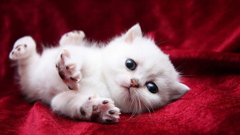 Baby kitten, white, cat, kitten, baby, HD wallpaper