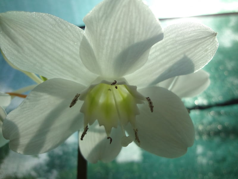 Hermosa flor, luz, vivero, flower, blanca, HD wallpaper