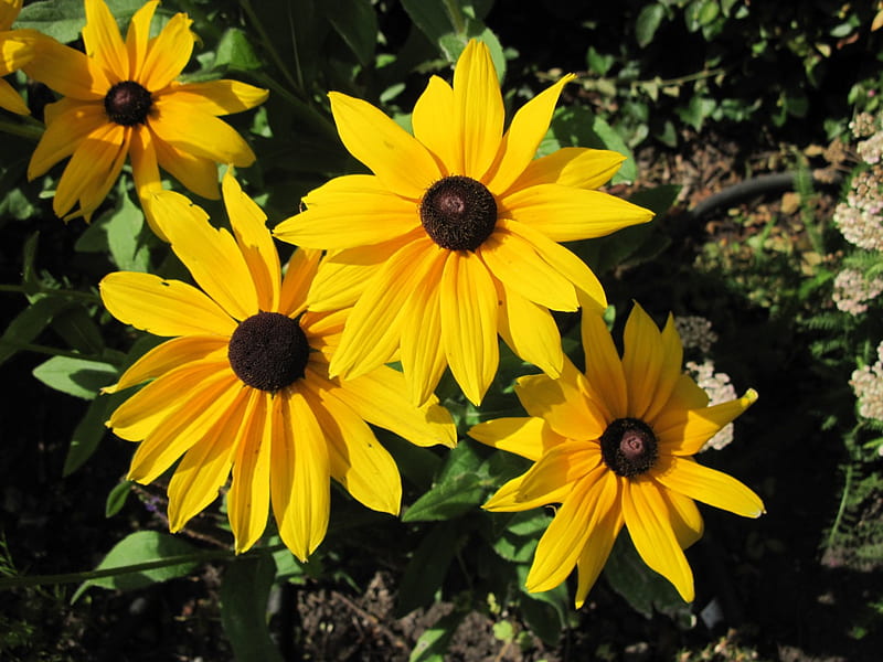 Yellow flowers at the park, Daisy, green, brown, flowers, yellow, HD wallpaper