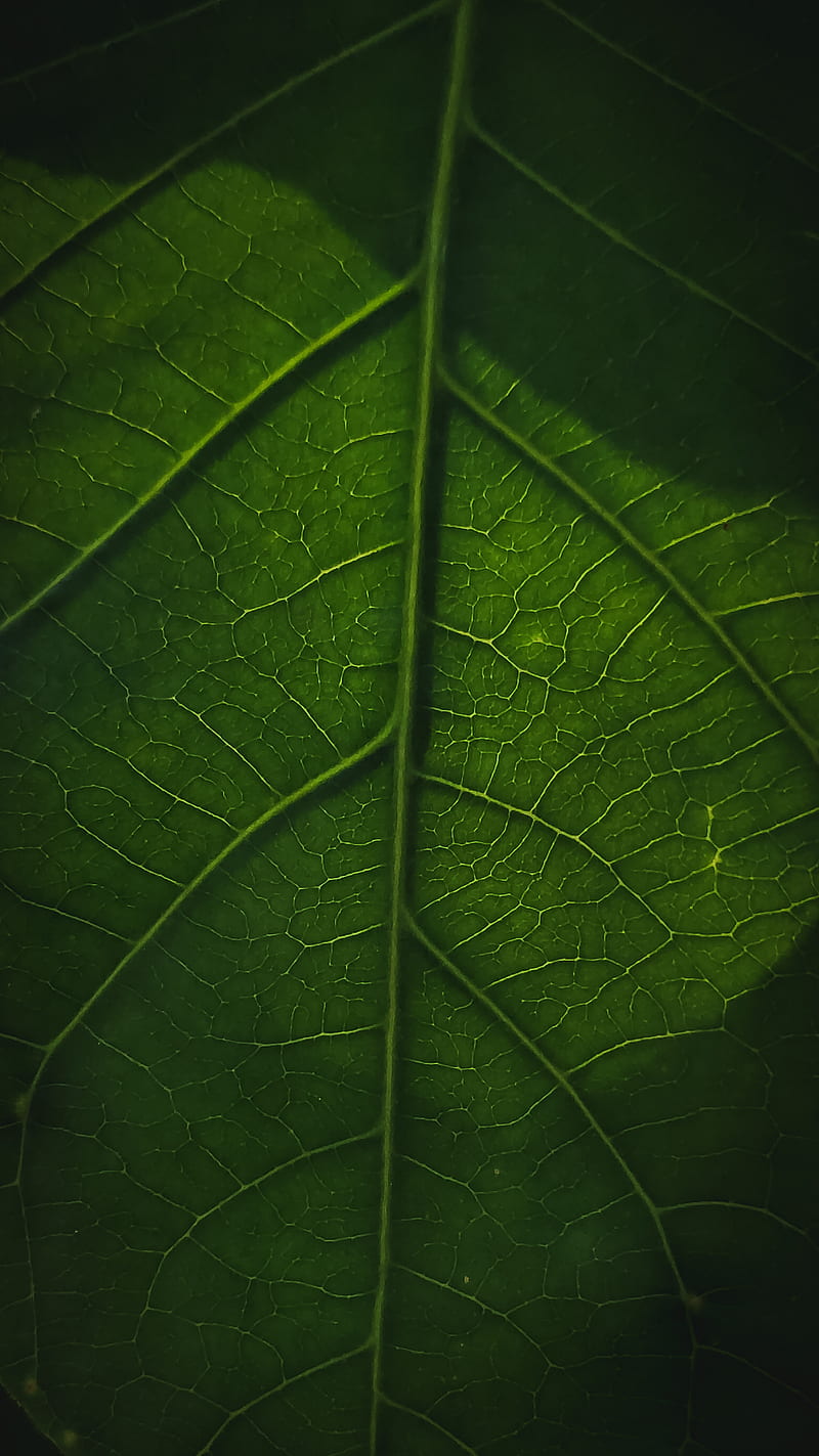 Leaf veins , nature, green, graphy, live, life, poco, HD phone wallpaper