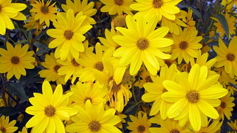 Flores brillantes y hermosas, amarillo, flores, naturaleza, flores amarillas,  Fondo de pantalla HD | Peakpx