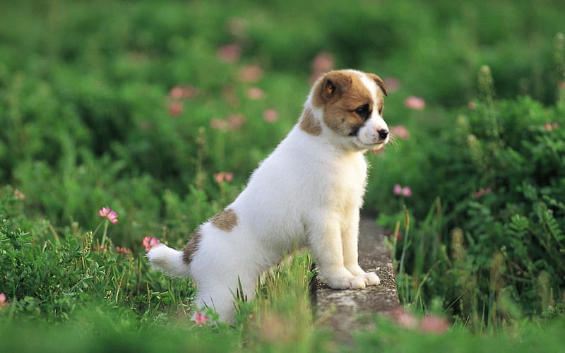 Lovable Puppy in Garden -Lovely Puppies, HD wallpaper