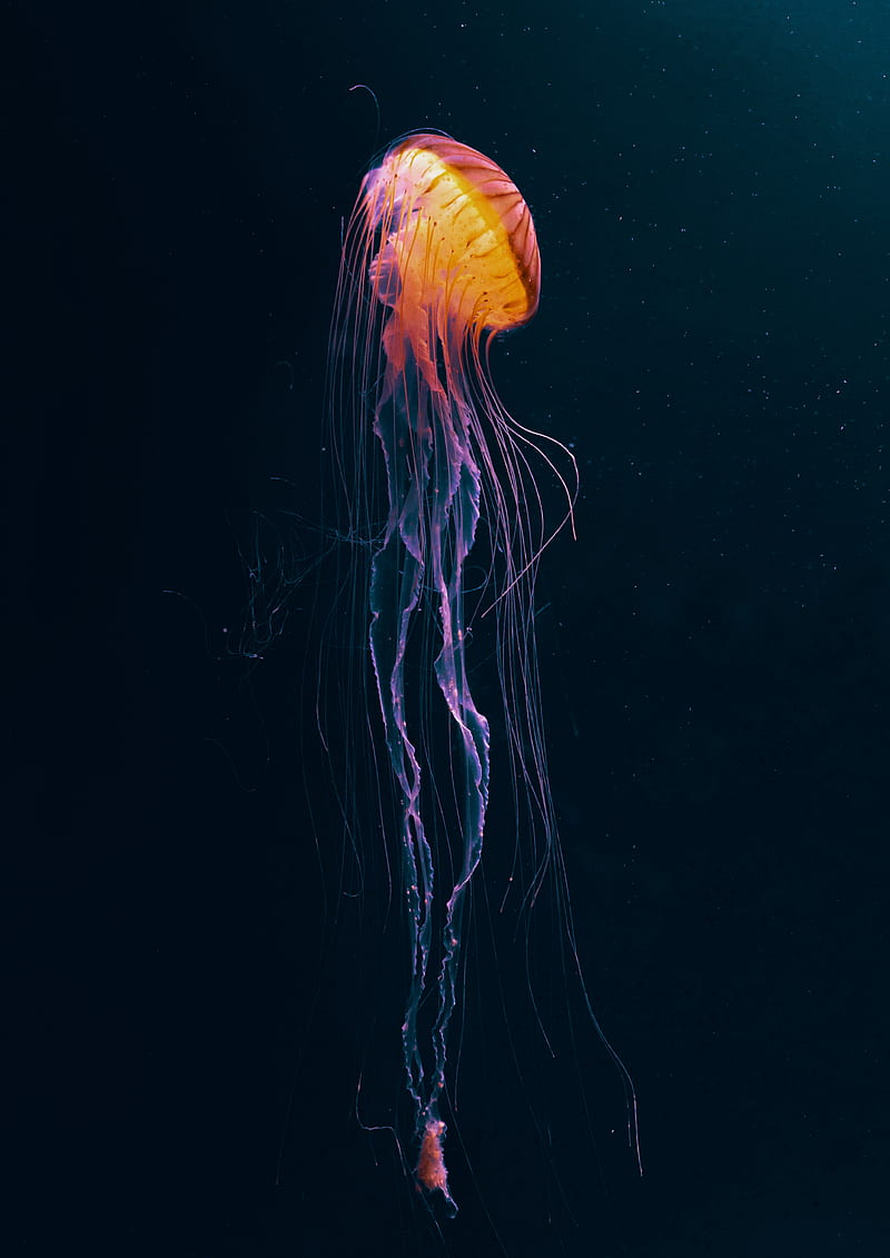 jellyfish, tentacles, underwater world, animal, dark, HD phone wallpaper