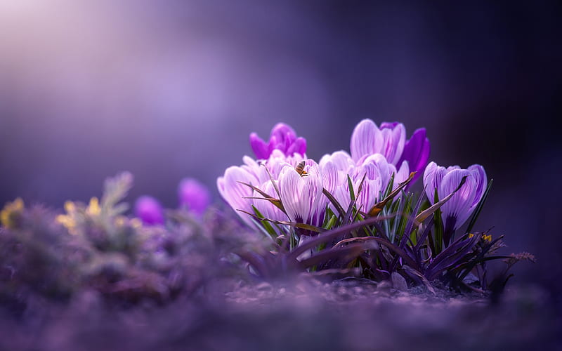 violet crocuses, bokeh, spring, violet flowers, crocuses, macro, spring flowers, HD wallpaper