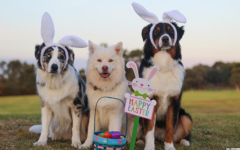 Pet dogs with bunny ears Easter egg hunt, Cute Easter Dog, HD wallpaper