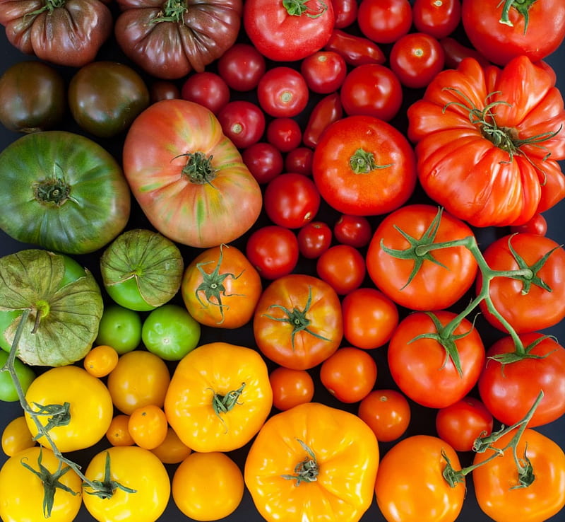 Tomato tomato, fruit, red, tomato, green, yellow, vegetable, HD wallpaper