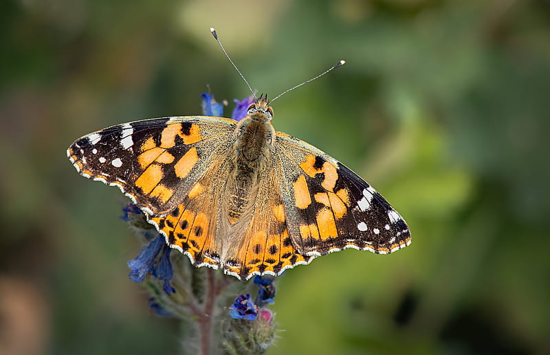 Animal, Butterfly, Insect, Macro, HD wallpaper