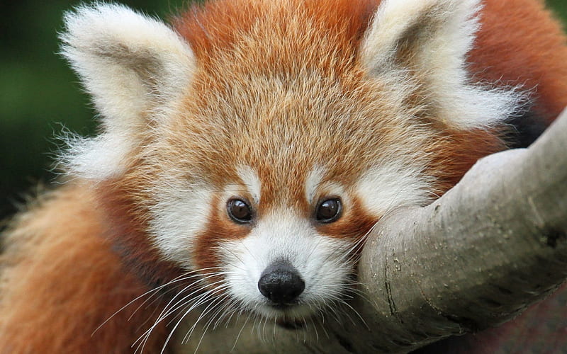 Red panda, cute, orange, face, white, animal, HD wallpaper | Peakpx