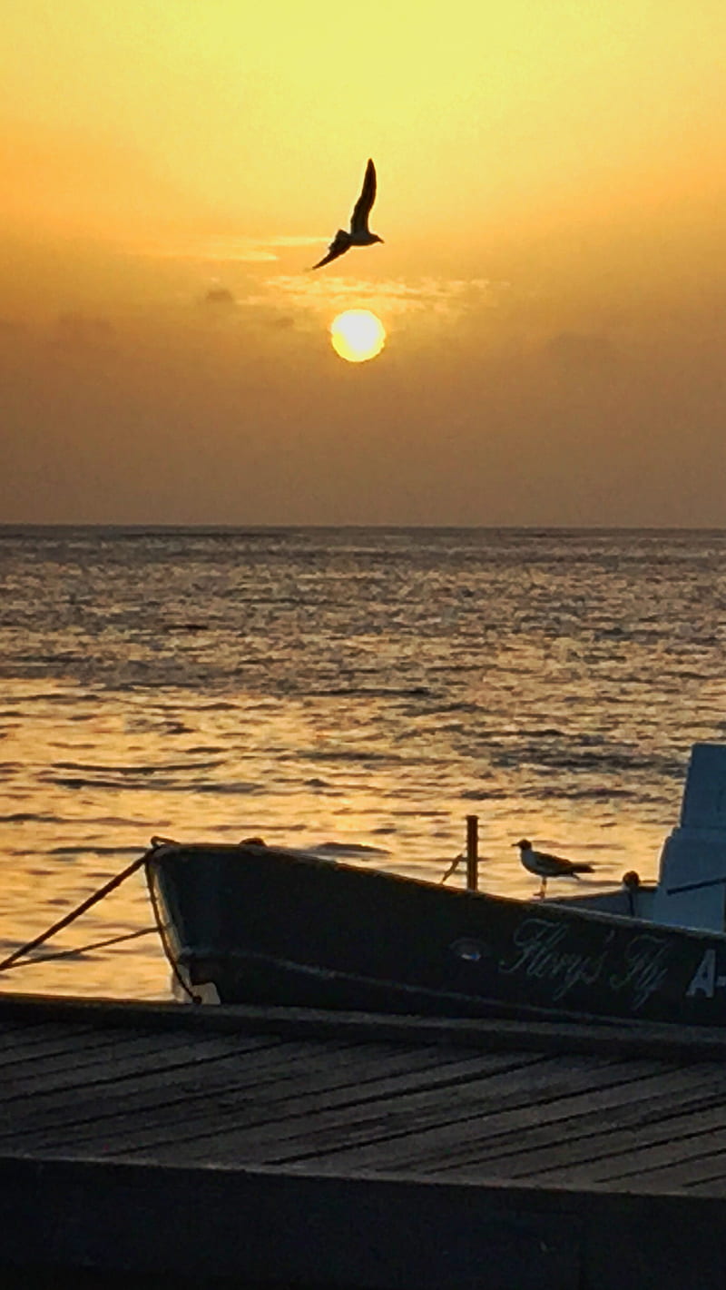 Aruba Sunset, aruba, beach, boat, gull, pier, seagulls, sunset, HD phone wallpaper