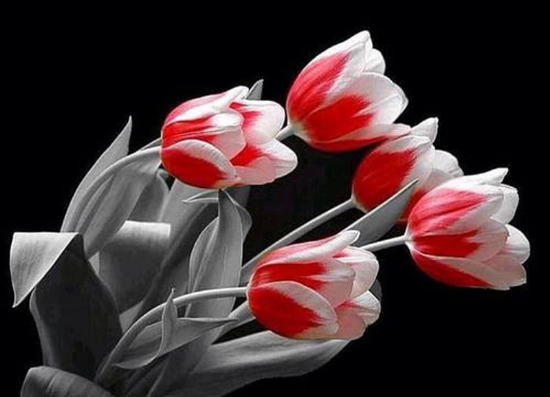 In the footsteps of the wind, red and white, lovely, black background, wind, beauty, tulips, HD wallpaper