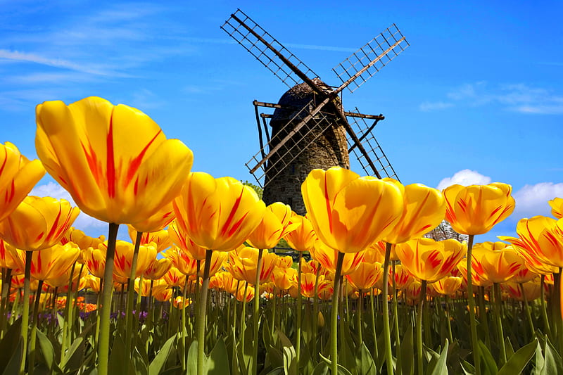 Keukenhof, Holland, mill, dutch, flowers, bonito, tulips, spring, HD wallpaper