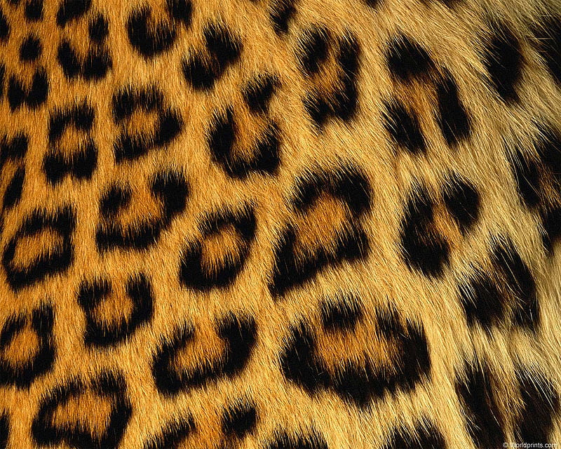 Leopard spot's, leopard, spot, animal patterns, hairs, yellow, abstract, HD wallpaper