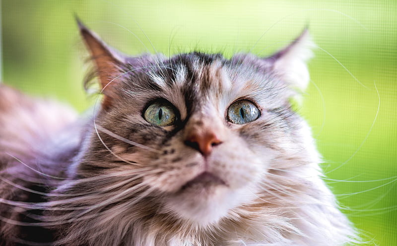 Ziva Maine Coon Cat, Adorable, Beautiful Ultra, Animals, Pets, bonito,  Portrait, HD wallpaper | Peakpx
