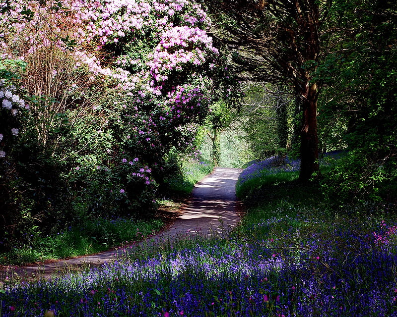 Spring Walk, pathway, flowers, beauty, nature, walk, spring, trees