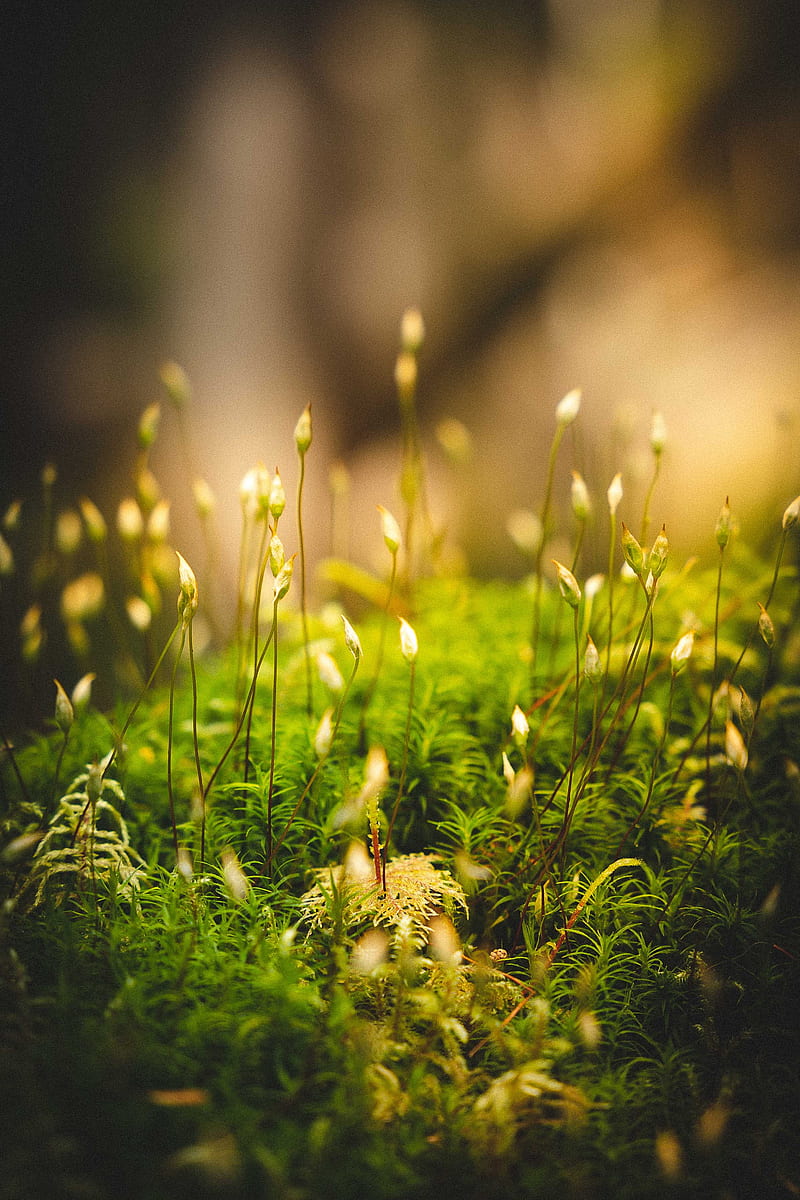 grass, moss, macro, green, HD phone wallpaper