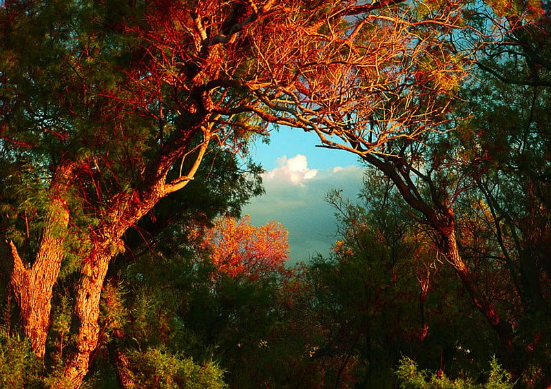 Crete, Greece, autumn, leaves, trees, clouds, sky, HD wallpaper