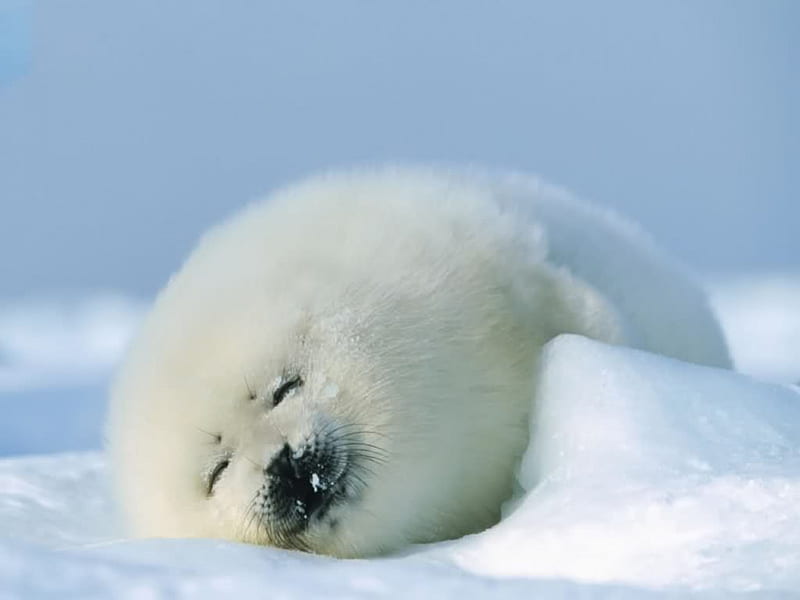 baby seal, arctic, white, fur, cold, HD wallpaper
