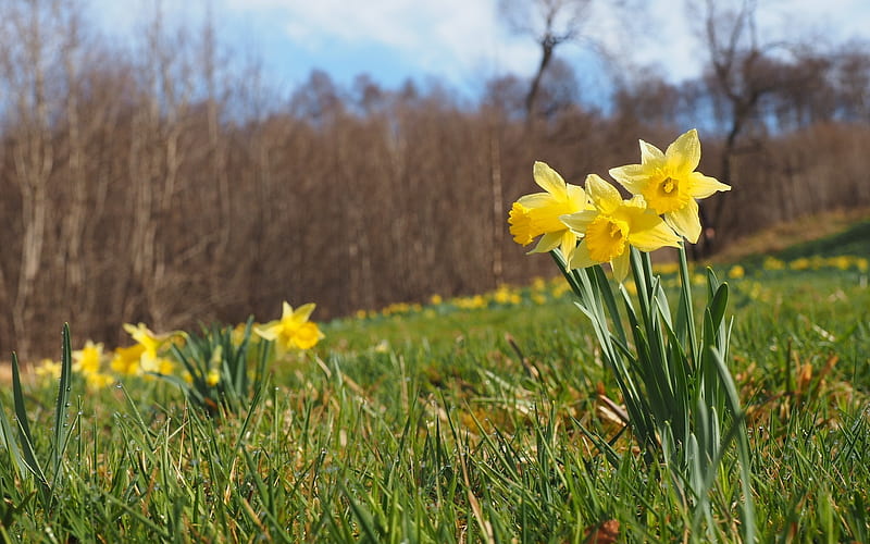 Yellow Daffodils, flowers, spring, daffodils, meadow, HD wallpaper
