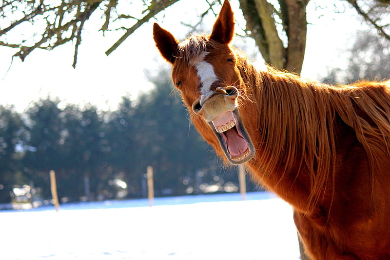 :D, cal, laugh, smile, funny, horse, HD wallpaper