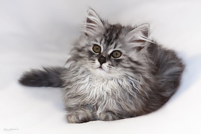 little kitty for my friend efteLya, little, grey longhair, kitty, sitting, bonito, cat, HD wallpaper