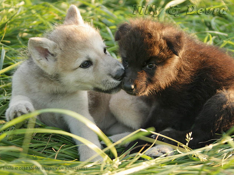 2 Baby Wolves, wolf pups, wolves, animals, dogs, HD wallpaper