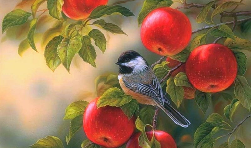 Chickadee at Orchard, fall, draw and paint, autumn, apples, love four seasons, birds, paintings, chickadee, orchard, animals, HD wallpaper