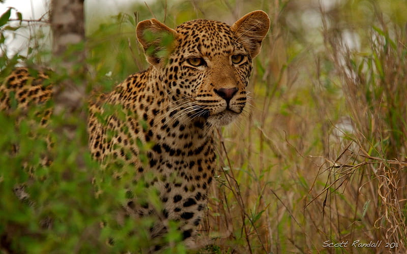 YOUNG LEOPARD, leopards, savannah, wildcats, africa, bushveld, feline, predators, big five, panthera pardus, cats, HD wallpaper