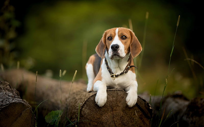 Beagle, forest, bokeh, dogs, cute animals, pets, Beagle Dog, HD wallpaper
