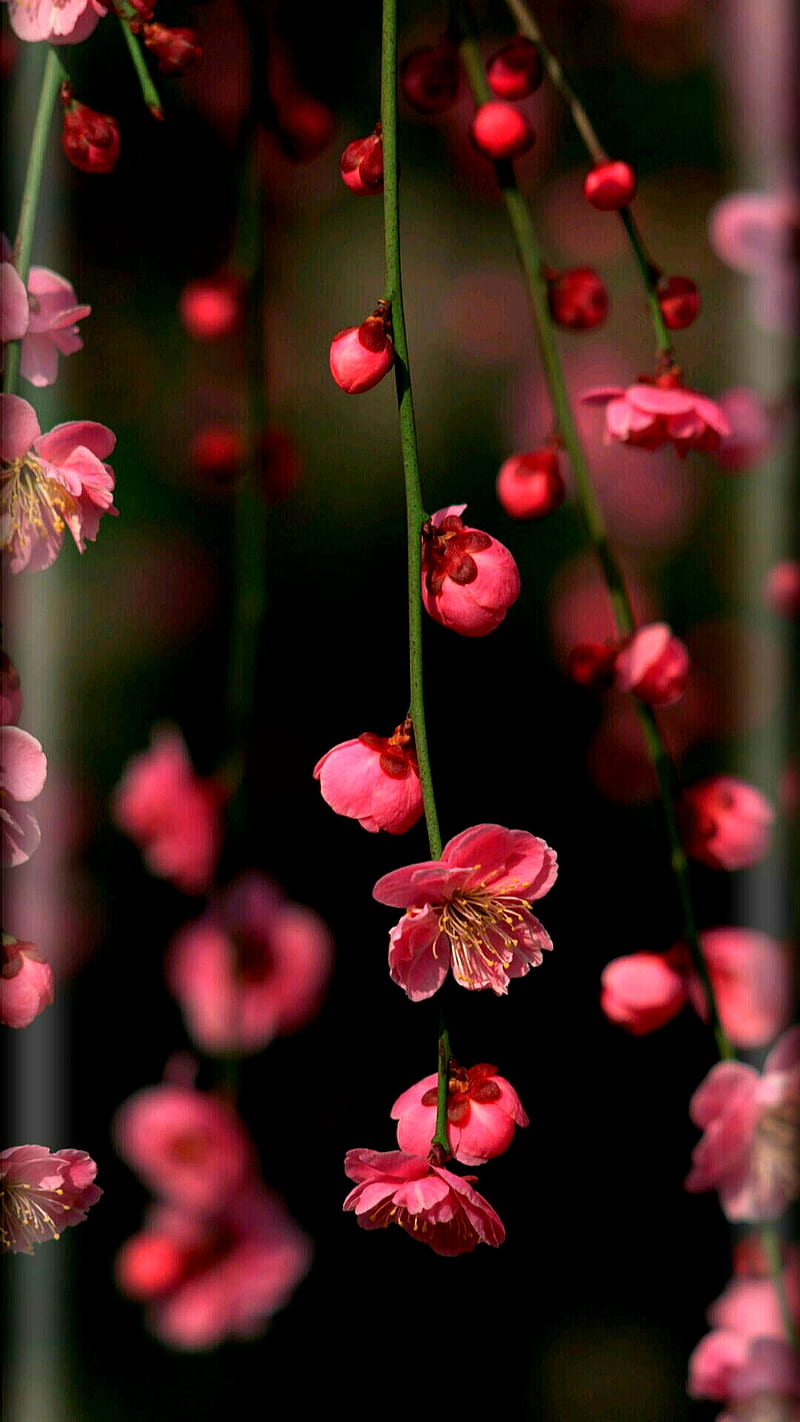 Flowers, background, branches, curved, edges, red, HD phone wallpaper