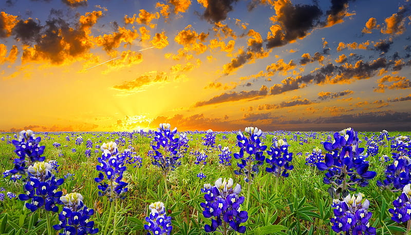 Bluebonnets in the Texas Hill Country, Texas, pretty, glow, golden, sunsrise, bonito, country, clouds, rays, bluebonnets, summer, flowers, hill, field, meadow, HD wallpaper
