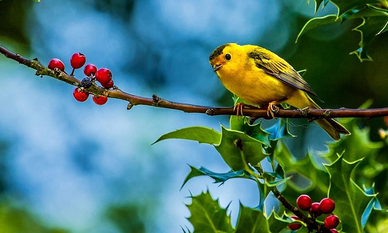 Small yellow Bird, Yellow, Animal, Warbler, Bird, HD wallpaper