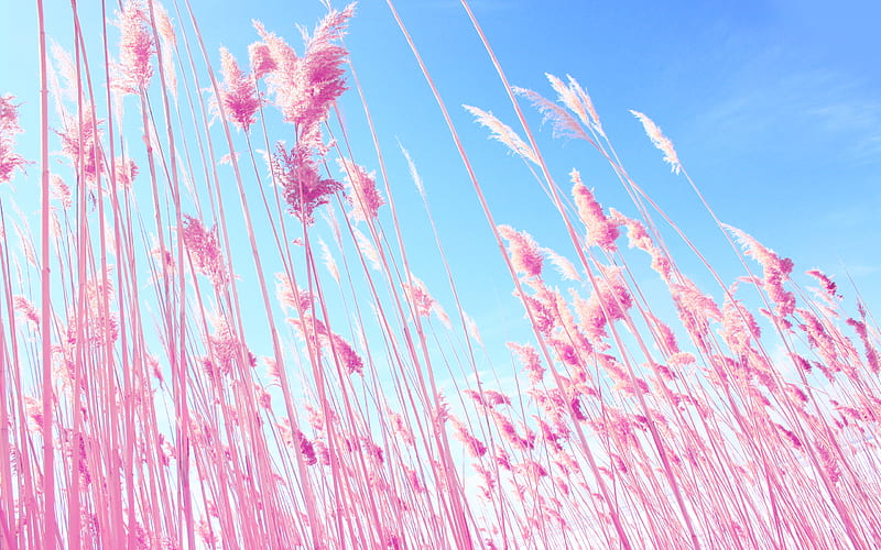 Pink Grass On Fields, grass, nature, fields, pink, HD wallpaper