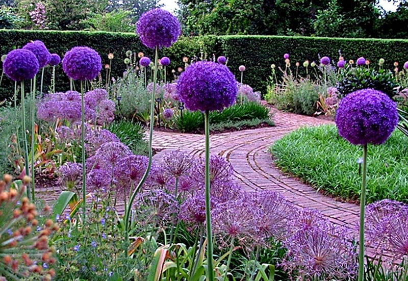Alliums, desenho, garden, still life, purple, HD wallpaper