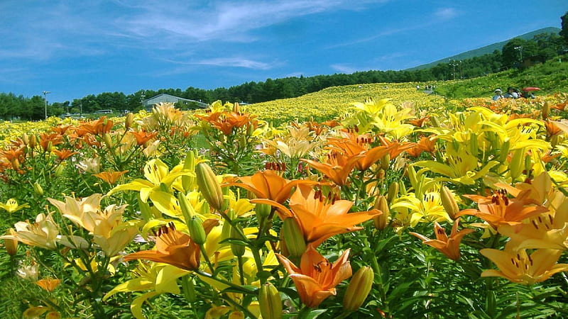 Big Meadow Of Lilies, springtime, orange, yellow, bonito, trees, meadows, green, flowers, field, blue, HD wallpaper